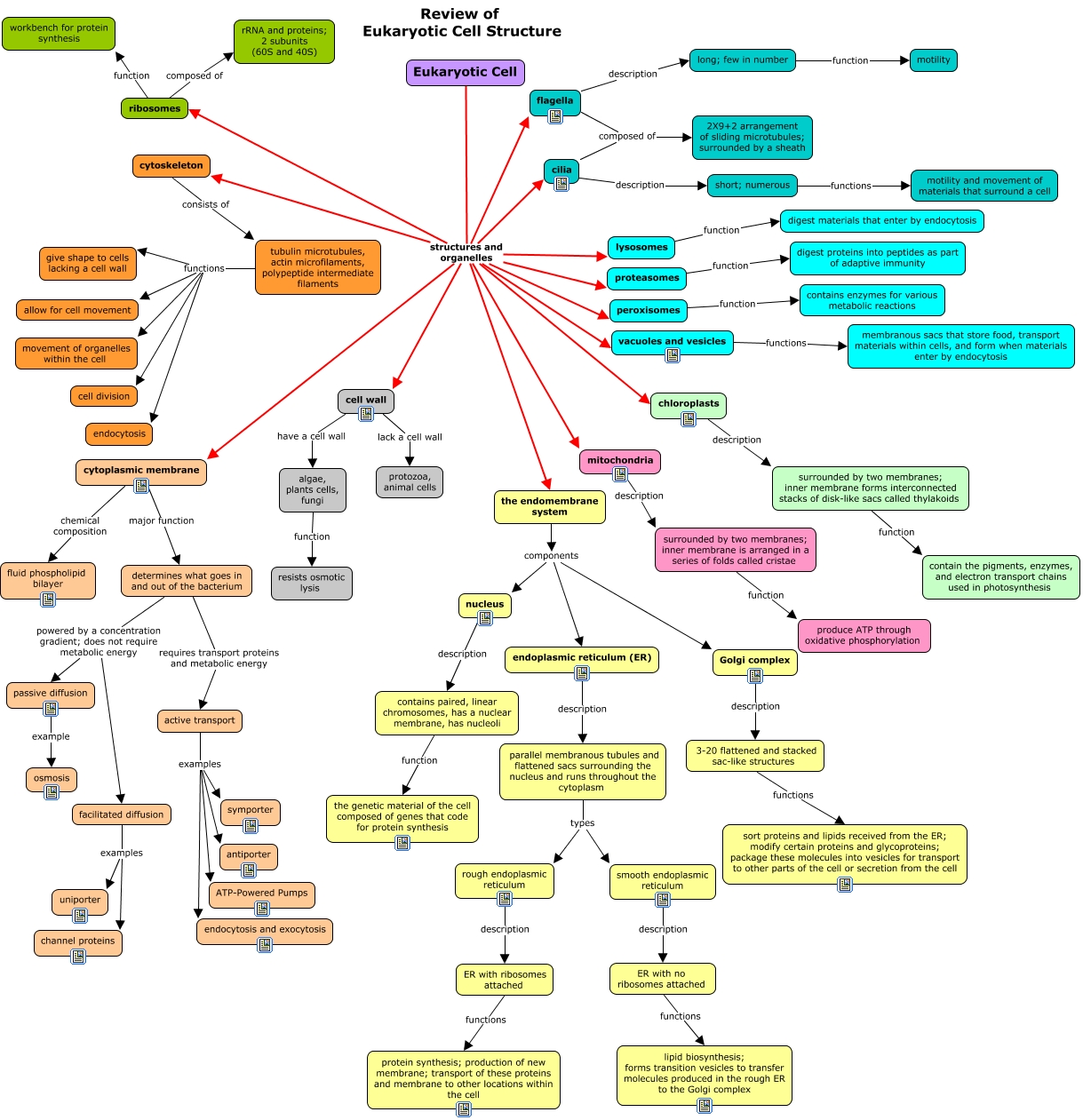 Concept Map Eukaryotic Cell Fulvia Christabel